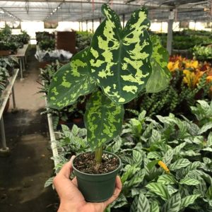 Alocasia Hilo Beauty