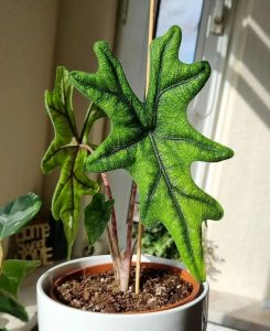 Alocasia Jacklyn