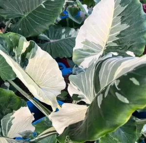 Alocasia Calidora