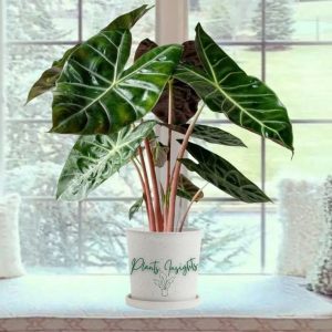 Alocasia Pink Dragon