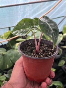 Alocasia Pink Dragon