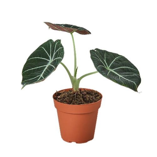 Alocasia Black Velvet