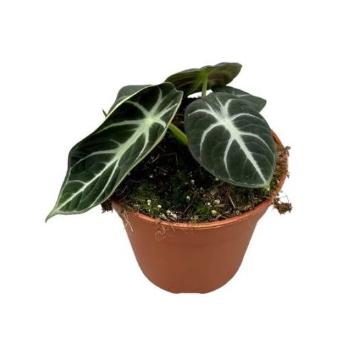 Alocasia Reginula Ninja