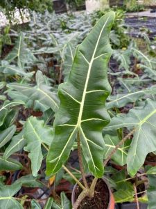 Alocasia Sarian