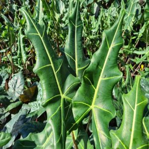 Alocasia Sarian