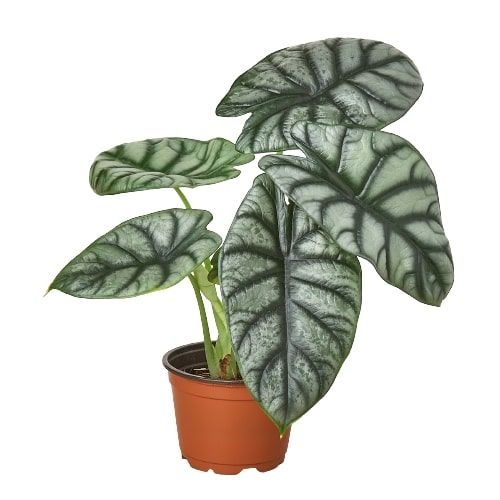 Alocasia Silver Dragon