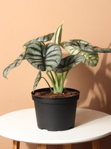 Alocasia Silver Dragon