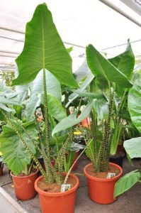 Alocasia Zebrina.