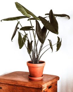 Alocasia Zebrina