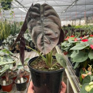 Alocasia Cuprea Red Secret