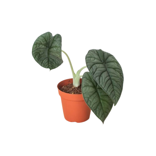 Alocasia Melo