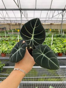 Alocasia Reginula Black Velvet