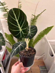 Alocasia Black Velvet