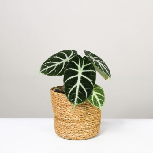 Basic characteristics and growth habits of Alocasia plants