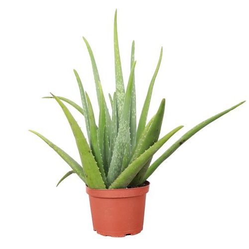 Aloe Barbadensis