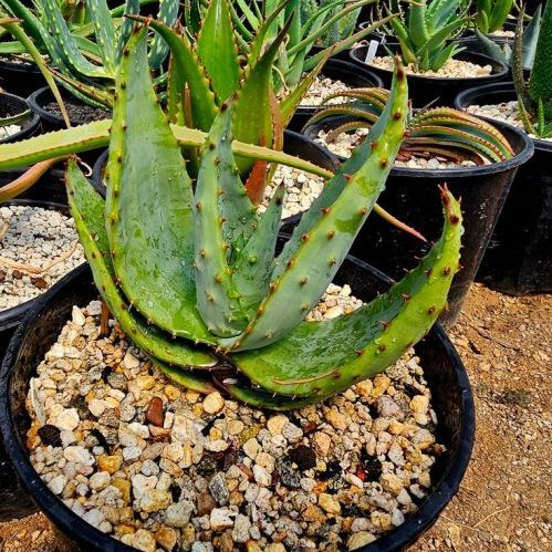 Aloe Ferox