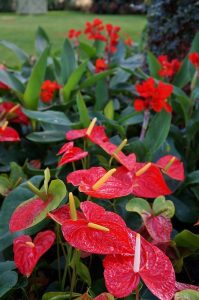 Anthurium Andraeanum