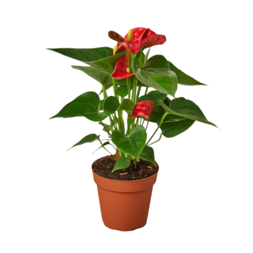 Anthurium Andraeanum