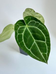 Anthurium crystallinum