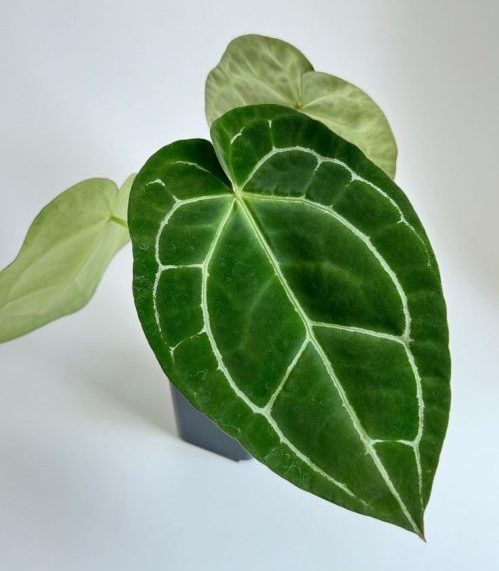 Anthurium Crystallinum