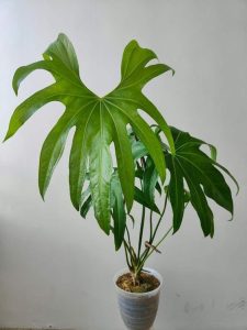 Anthurium Fingers