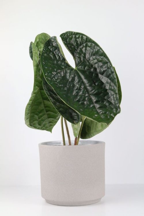 Anthurium Luxurians