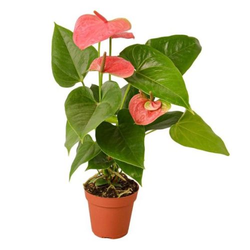 Anthurium Scherzerianum Pink