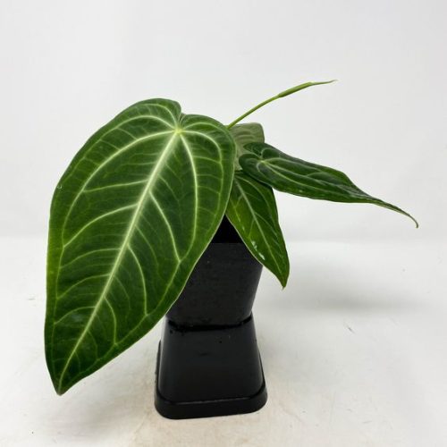 Anthurium Villenaorum