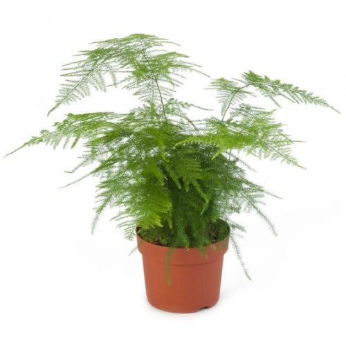 Asparagus Fern