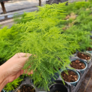 Asparagus Fern