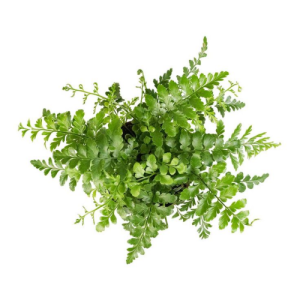 Austral Gem Fern