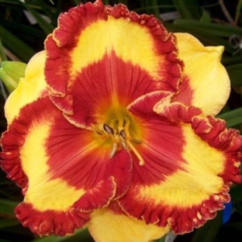 Band of Fire Daylily