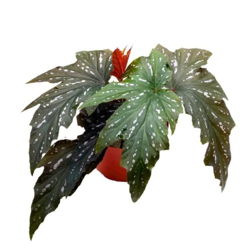 Begonia Sophie Cecile