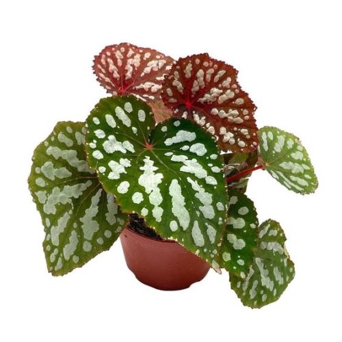 Begonia Betsy