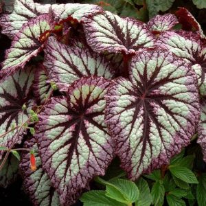 Begonia Fireworks