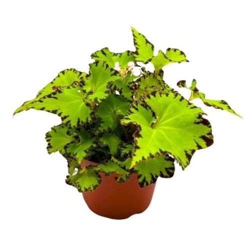 Begonia Jive Rhizomatous