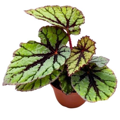 Begonia Rex Fedor