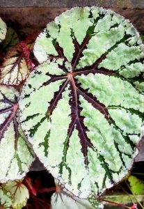 Begonia Rex Fedor