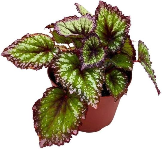 Begonia Rex Harmony’s Starry Night