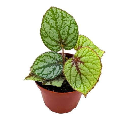 Begonia Rhizo Green White