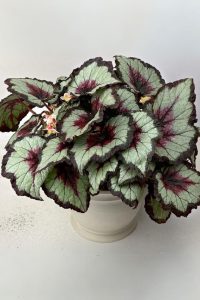 Begonia Masoniana Rock