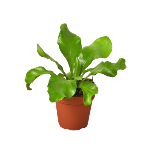 Bird’s Nest Fern