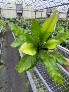 Bird's Nest Fern