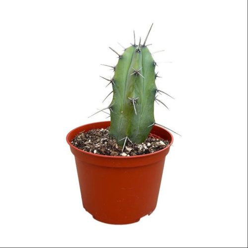 Blue Candle Cactus