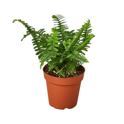 Boston Fern