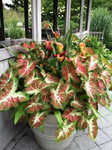 Caladium