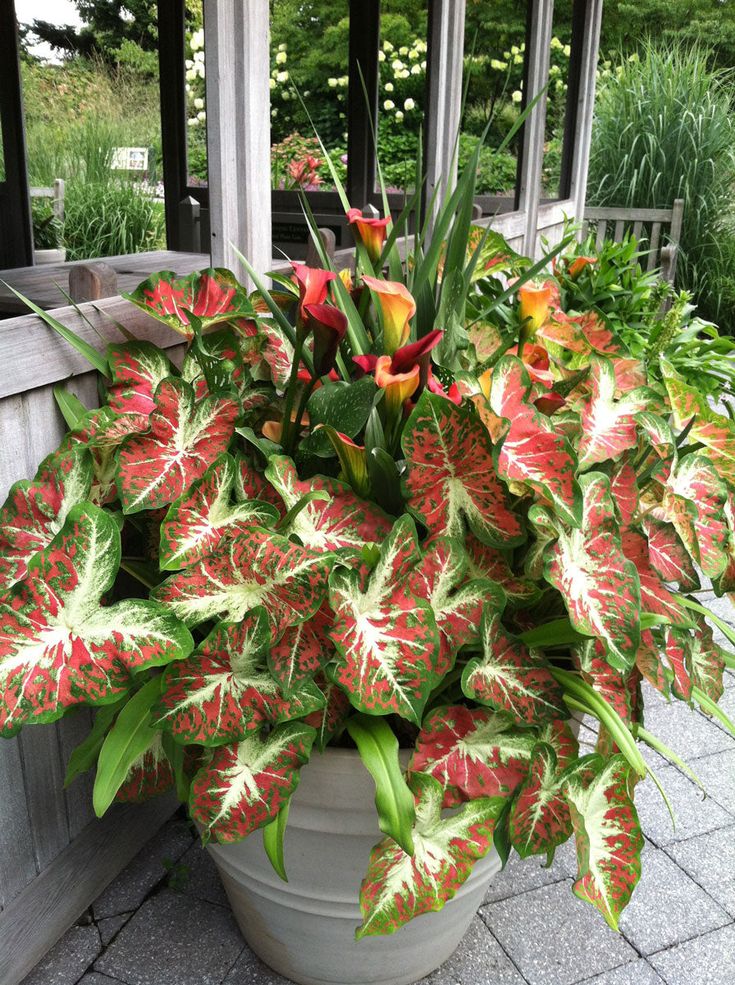 The ultivation environment of colorful caladium