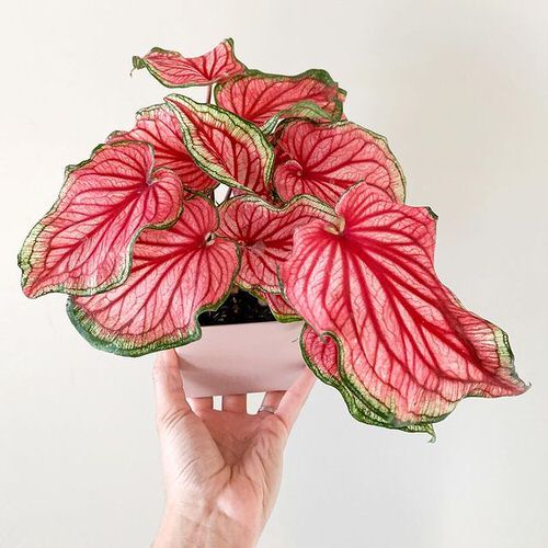 Color changes of caladium leaves