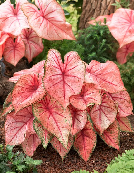 Planting and cultivating Caladium