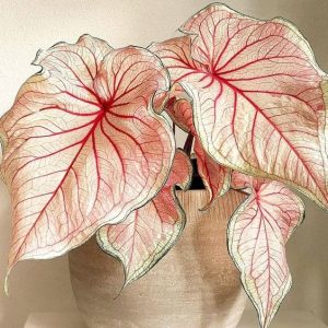 Caladium